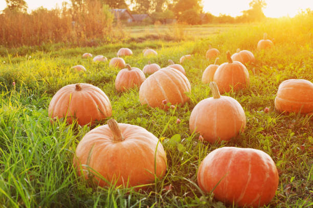 istock field with pumpkins at sunset 1175400562