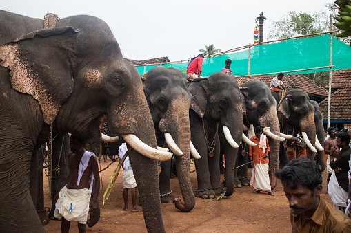 Thrissur, India - September 03, 2014: Indian male elephants standing for parade in Annamanada temple. Devotees of Hindu religion wearing traditional dress taking part in the festival. Mahout sitting on the Asian elephant.