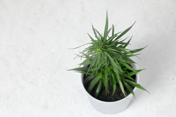 cannabis Bush . stock photo