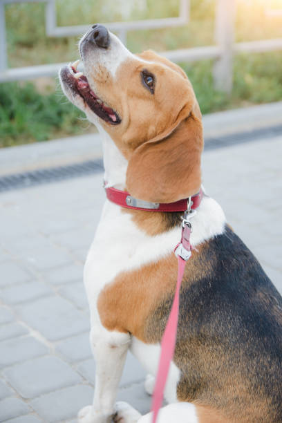 istock popular beagle pet dog stands tied on a leash 1175403617