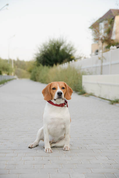 istock popular beagle pet dog stands tied on a leash 1175403627