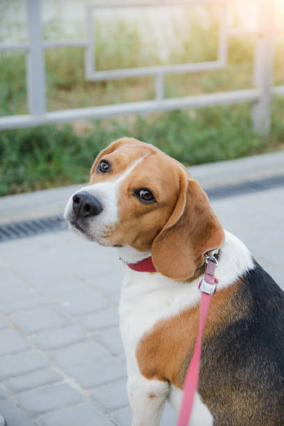 istock popular beagle pet dog stands tied on a leash 1175403631