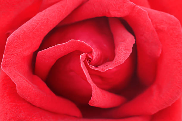 istock Fresh red rose flowers blooming colorful patterns texture top view, valentine day background 1175403716