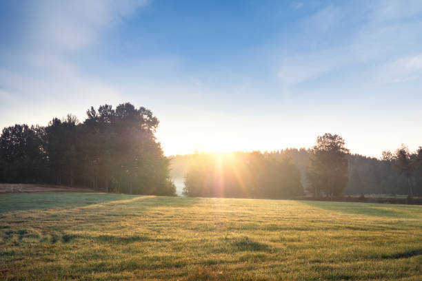 istock Summer morning field and mist over beautiful swedish landscape 1175404609