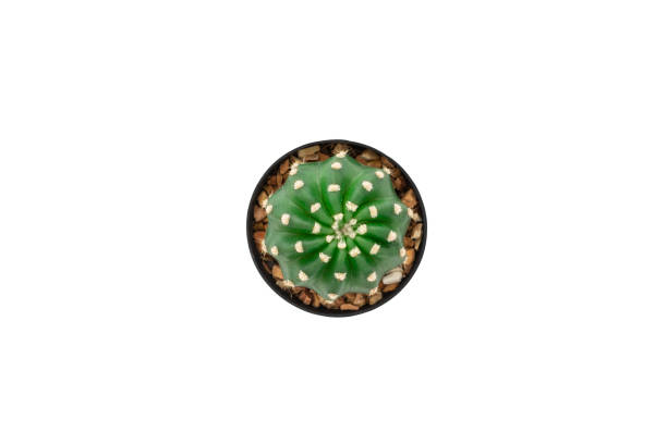 istock Top view of cactus isolated on white background with clipping path. 1175404811