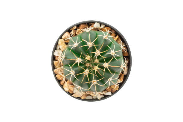 istock Top view of cactus isolated on white background with clipping path. 1175404860