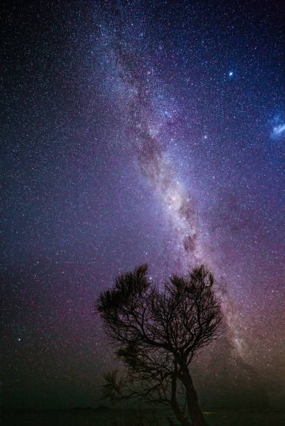 istock Milky way starry skies shining brightly over tree silhouette 1175405471