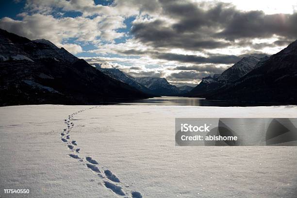 Snowy Footprints - zdjęcia stockowe i więcej obrazów Alberta - Alberta, Bez ludzi, Chłodny