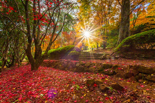 Sun shining brightly through the trees of the garden in autumn