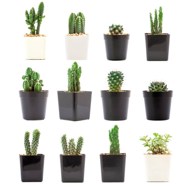 side view of collection cactus isolated on white background.