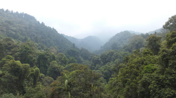 istock the forest on the gede mountain 1175406819