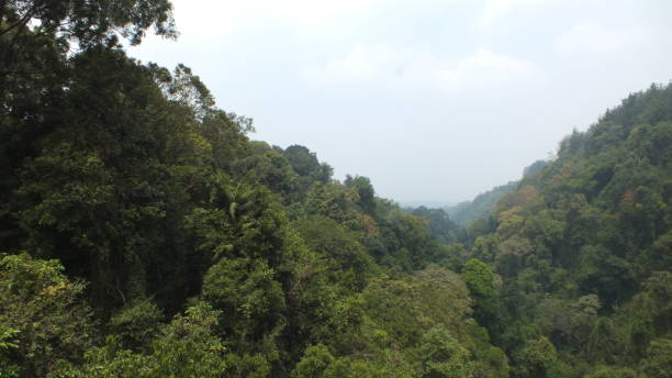 istock the forest on the gede mountain 1175406877