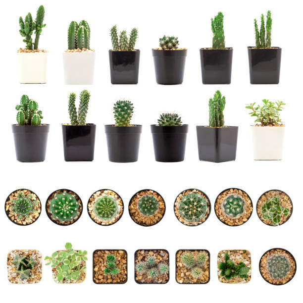 top view and side view of collection cactus isolated on white background.