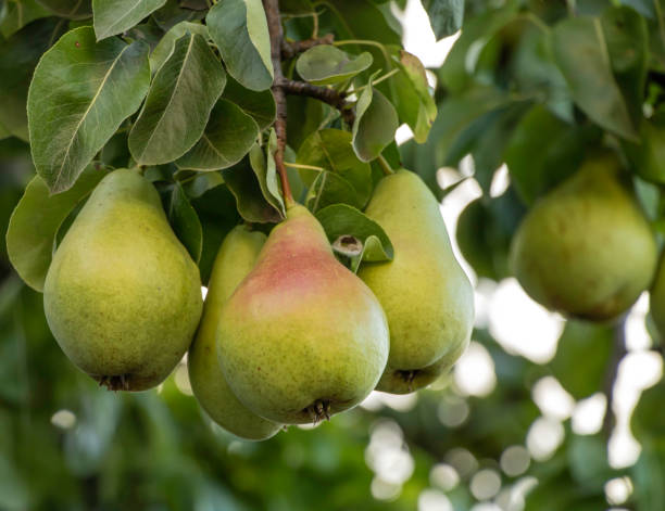 istock A bunch of pears in the tree 1175407154