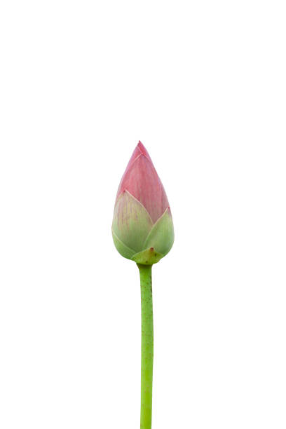 pink lotus isolated on white background with clipping path. - lotus flower single flower red imagens e fotografias de stock