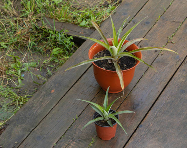 istock Two pineapples on wooden background, one big and another one little 1175407297