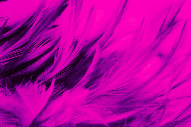 istock Beautiful abstract texture close up color white purple and pink feathers background and wallpaper 1175408021