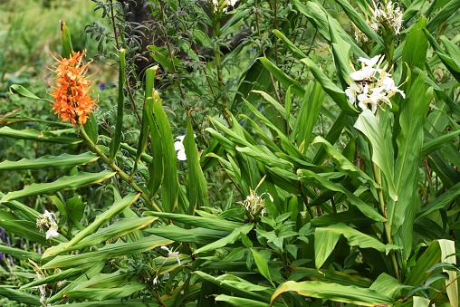 White Ginger Lily Stock Photo Download Image Now Alternative white-ginger-lily-stock-photo-download-image-now-alternative