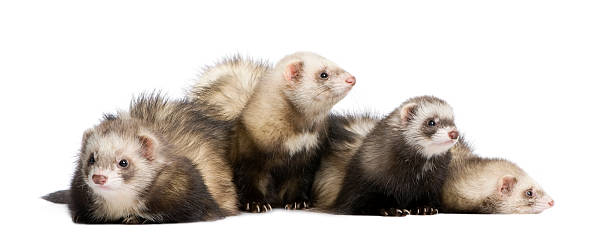 istock ferret - Mustela putorius furo 117541080