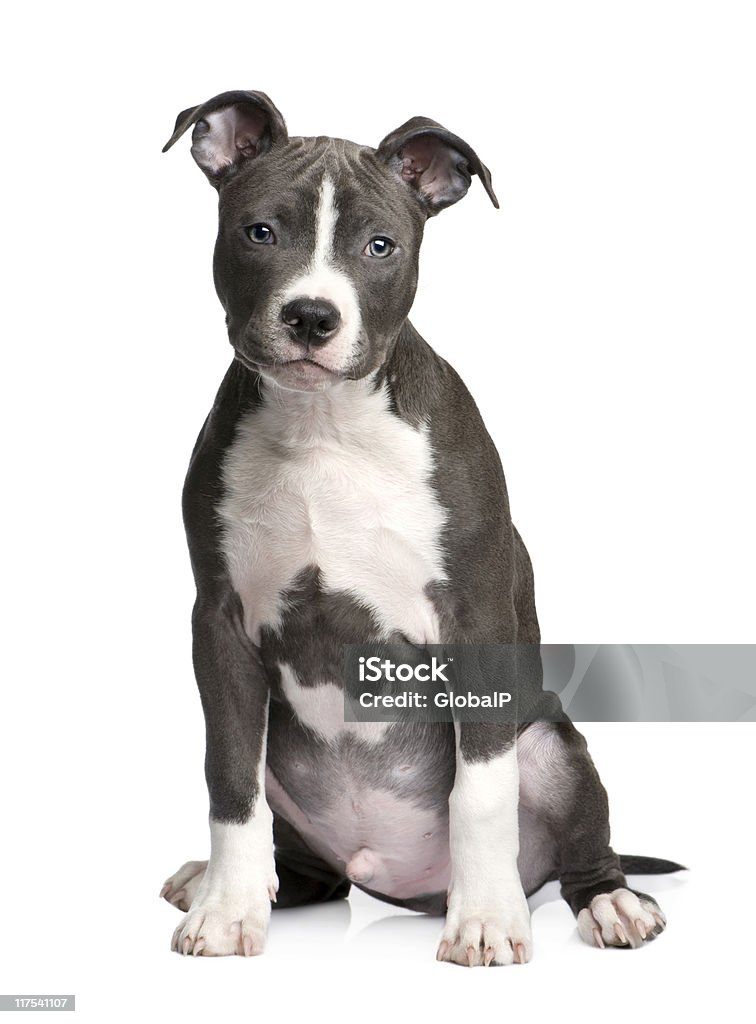 American Staffordshire Terrier Puppy (3 months)  Dog Stock Photo