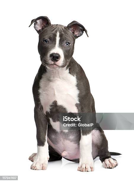 American Staffordshire Terrier Puppy Stock Photo - Download Image Now - Dog, Gray Color, Portrait