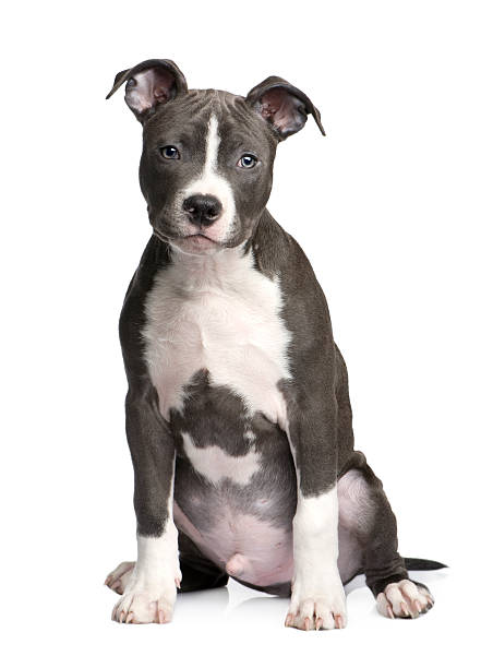 american staffordshire terrier cachorrinho (3 meses - 4609 imagens e fotografias de stock