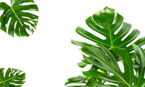 istock Exotic tropical monstera palm leaves 1175413020