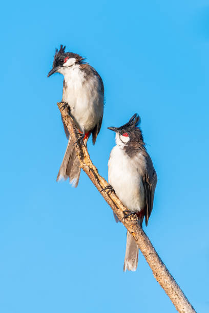 istock Two Red-whiskered bulbuls perching on a perch looking into a distance with blue sky background 1175413242
