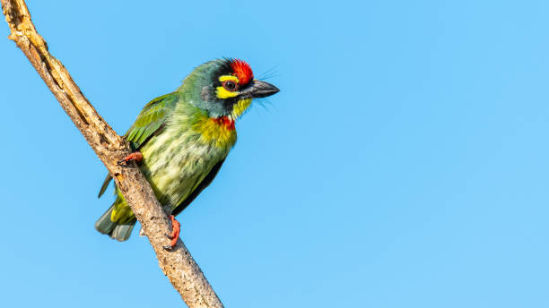 istock Coppersmith barbet perching on a perch looking into a distance with blue sky in background 1175413295