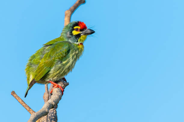 istock Coppersmith barbet perching on a perch looking into a distance with blue sky in background 1175413338