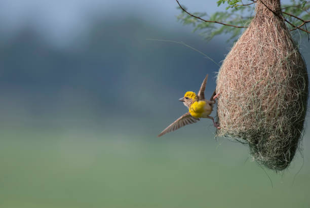 baya weaver (ploceus philippinus) avec nest - tisserin photos et images de collection