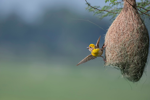 Baya weaver (Ploceus philippinus) with Nest