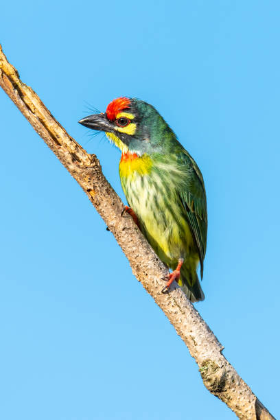 istock Coppersmith barbet perching on a perch looking into a distance with blue sky in background 1175413373