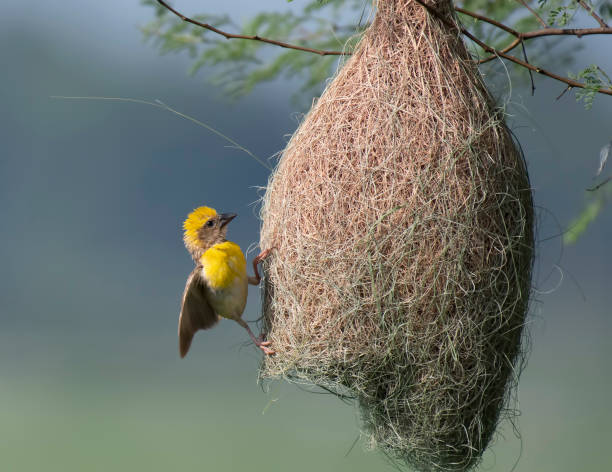istock Baya weaver (Ploceus philippinus) with Nest 1175413374