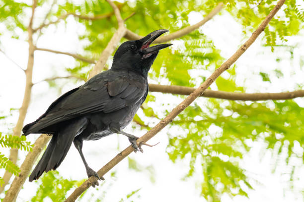 istock Large-billed Crow perching on a perch looking into a distance 1175413391