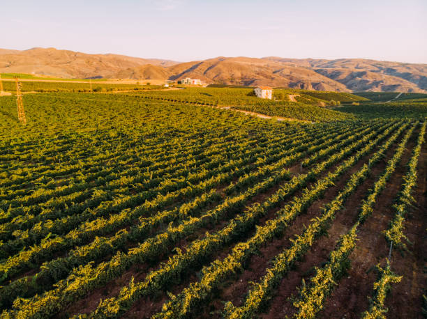 istock Aerial View Vineyards at Sunset 1175414215
