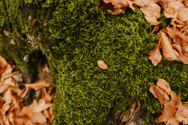 istock Moss green texture. Moss background. Green moss with leaves 1175414230