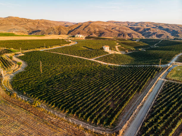 istock Aerial View Vineyards at Sunset 1175414428