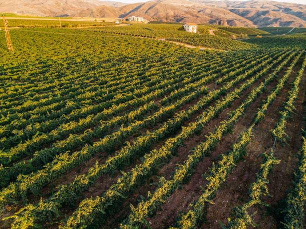 istock Aerial View Vineyards at Sunset 1175414520