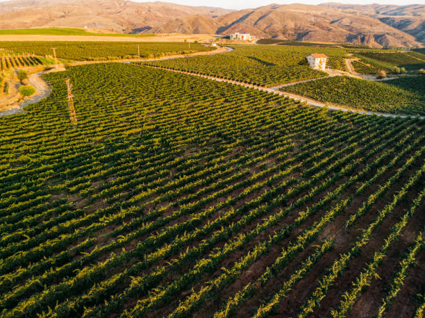 istock Aerial View Vineyards at Sunset 1175415393