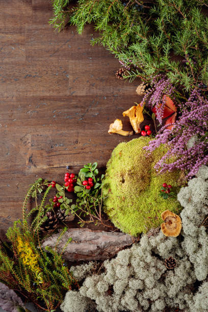 istock Old wooden background with different Northern plants and berries. 1175415438
