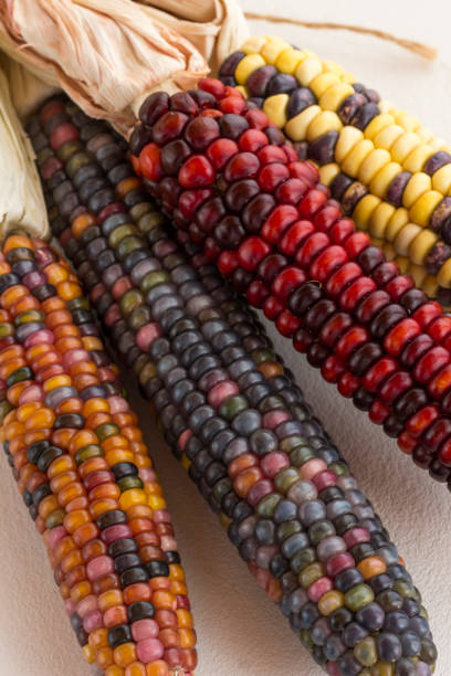istock A bunch of colorful corn on the cob 1175415451