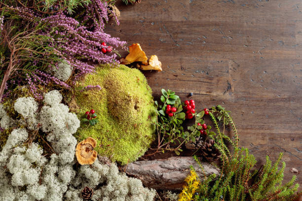istock Old wooden background with different Northern plants and berries. 1175415464