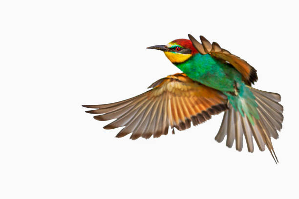 istock colorful bird in flight isolated on white background 1175415524