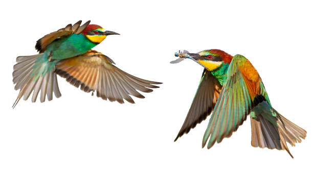 istock colorful birds in flight isolated on white 1175415527