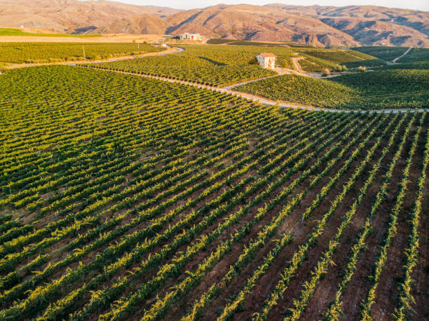 istock Aerial View Vineyards at Sunset 1175416274