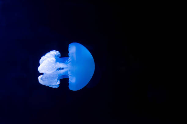 group of small blue jellyfishes