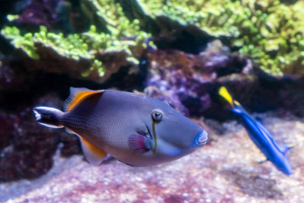 istock surgeonfish  swimming in close-up 1175416609