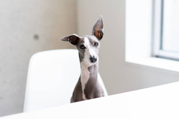 Italian Greyhound on white chair stock photo