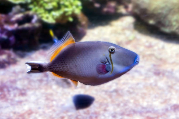 istock surgeonfish  swimming in close-up 1175416869